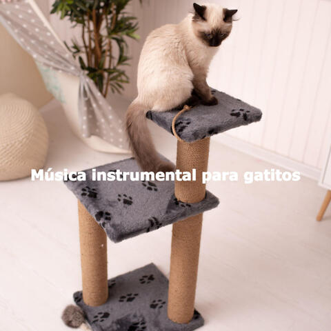 Música instrumental para gatitos