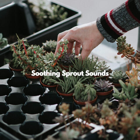 Soothing Sprout Sounds