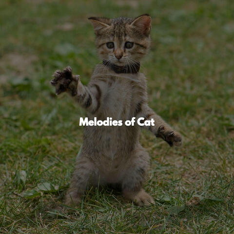 Melodies of Cat