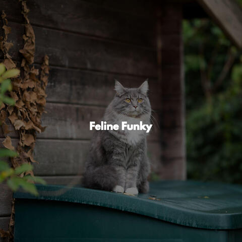 Feline Funky