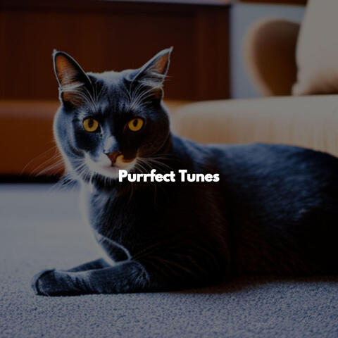 Purrfect Tunes