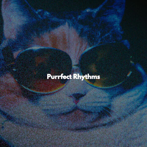 Purrfect Rhythms