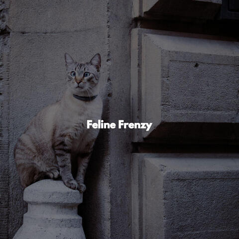 Feline Frenzy