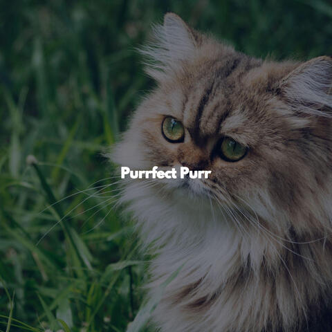 Purrfect Purr
