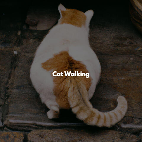Cat Walking