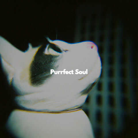 Purrfect Soul