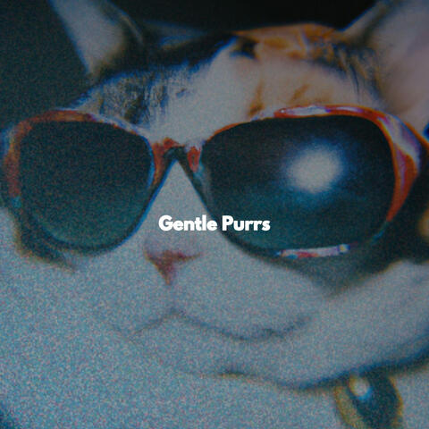 Gentle Purrs