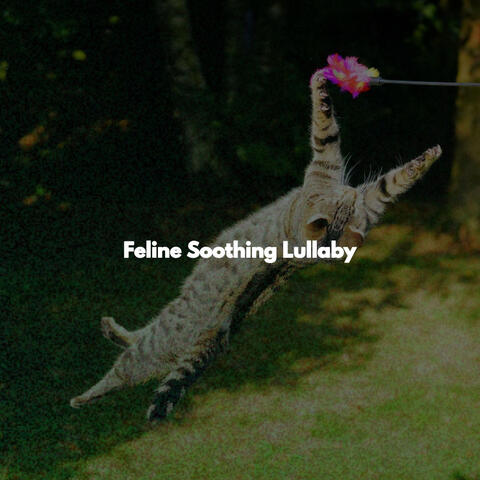 Feline Soothing Lullaby