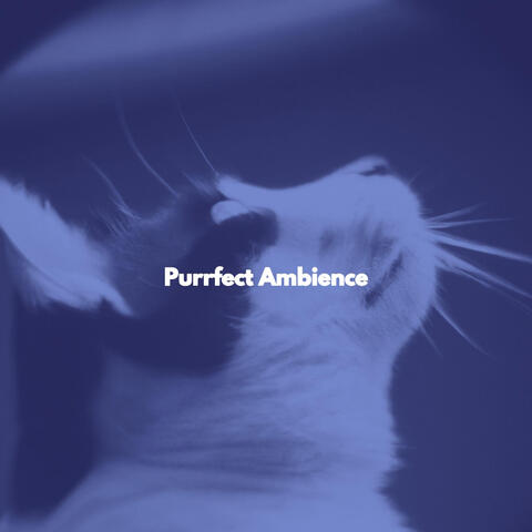 Purrfect Ambience