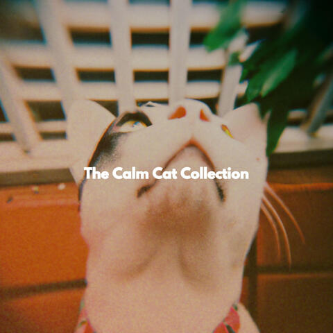 The Calm Cat Collection