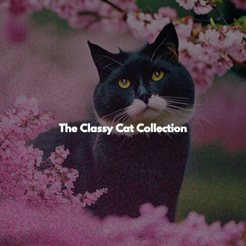 The Classy Cat Collection
