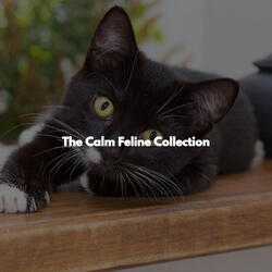 Ambience - Relaxing Routines