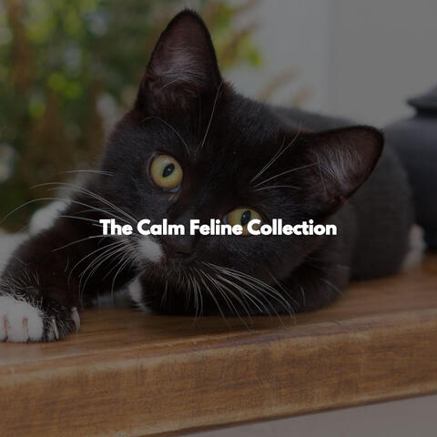 The Calm Feline Collection