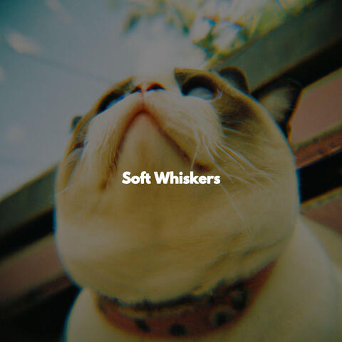 Soft Whiskers