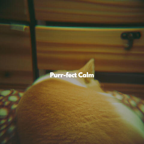 Purr-fect Calm