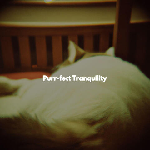 Purr-fect Tranquility