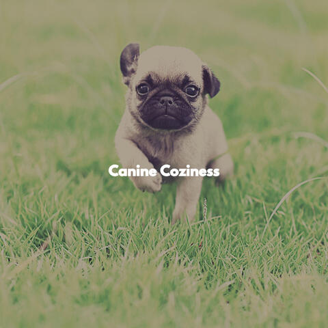 Canine Coziness