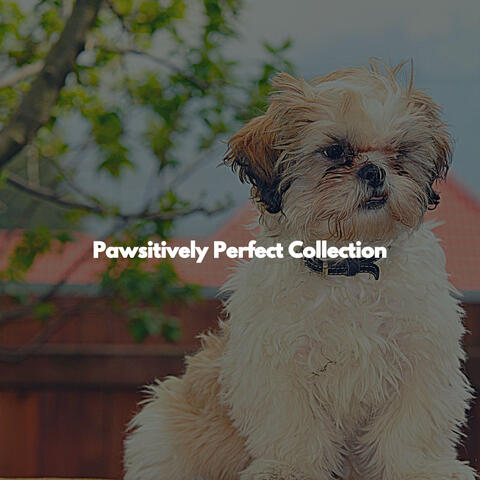 Pawsitively Perfect Collection
