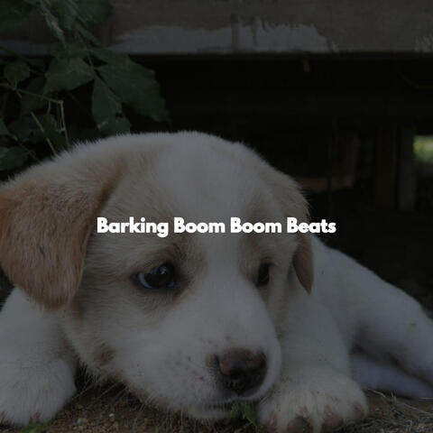Barking Boom Boom Beats