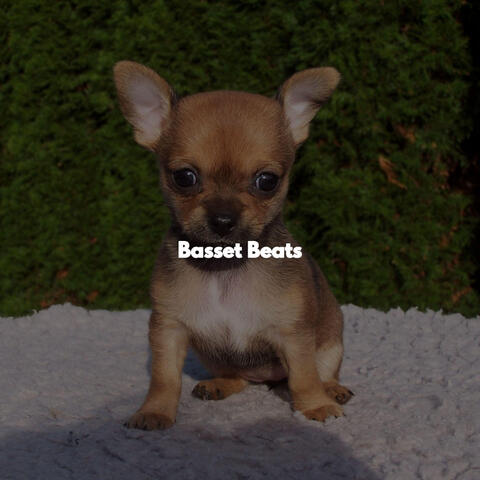 Basset Beats