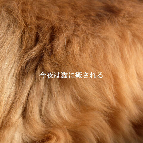 今夜は猫に癒される