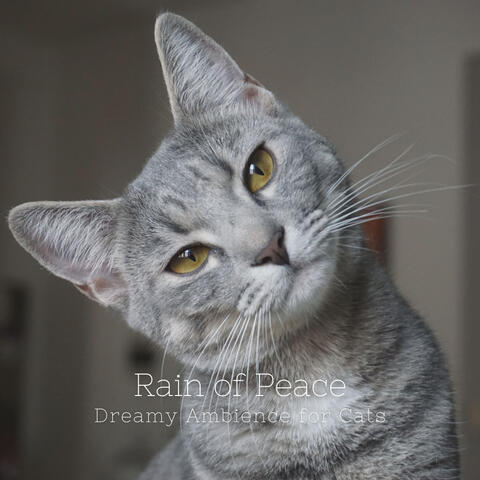 Rain of Peace: Dreamy Ambience for Cats