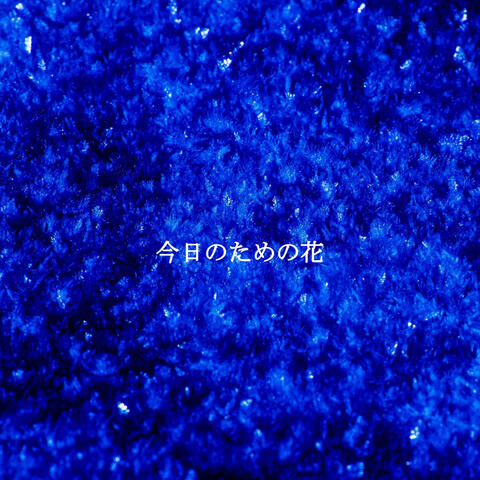 今日のための花