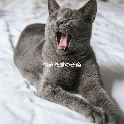 快適な猫の音楽