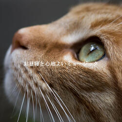 Sublime Tenor Saxophone Solo - Vibe for Vibing with You