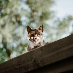 Luxurious Ambiance for Dining with Co Workers