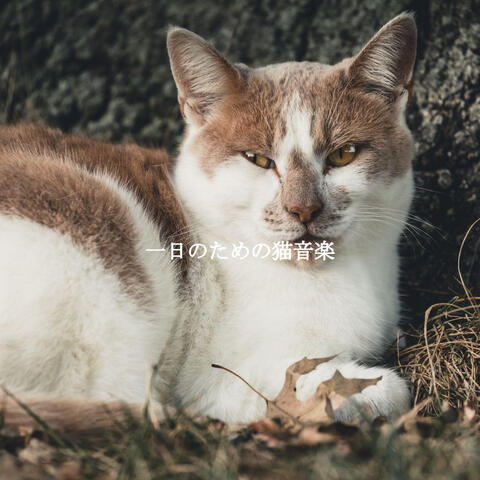 一日のための猫音楽
