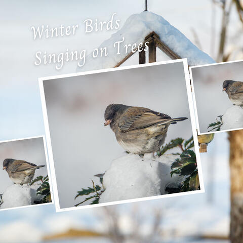 Winter Birds Singing on Trees