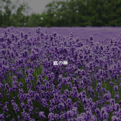 Fantastic Ambiance for January Studies