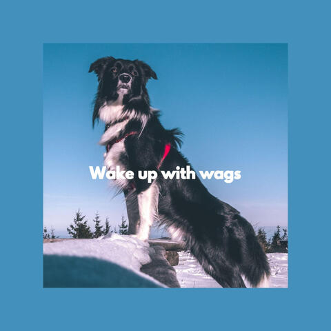 Wake up with wags