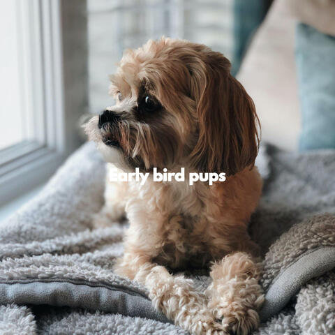 Early bird pups