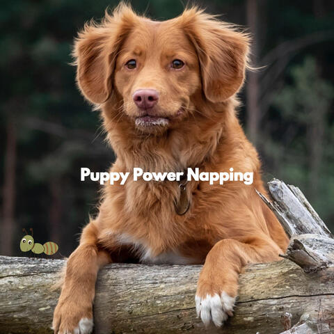 Puppy Power Napping