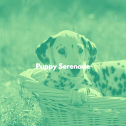 Hot Moods for Doggy Travel Companions