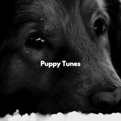 Pulsating Backdrops for Christmas Dogs
