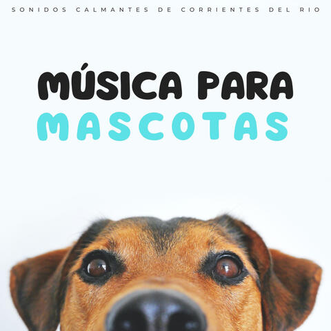 Musica Para Mascotas: Sonidos Calmantes De Corrientes Del Rio