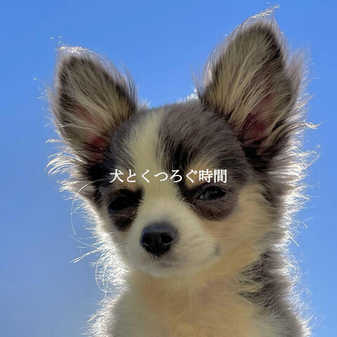犬とくつろぐ時間