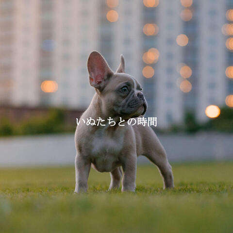 いぬたちとの時間