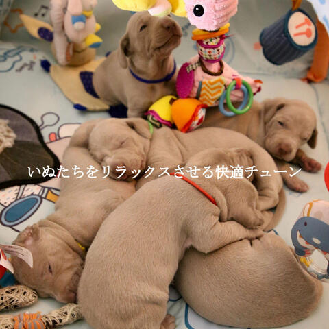 いぬたちをリラックスさせる快適チューン