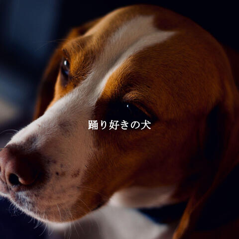 踊り好きの犬