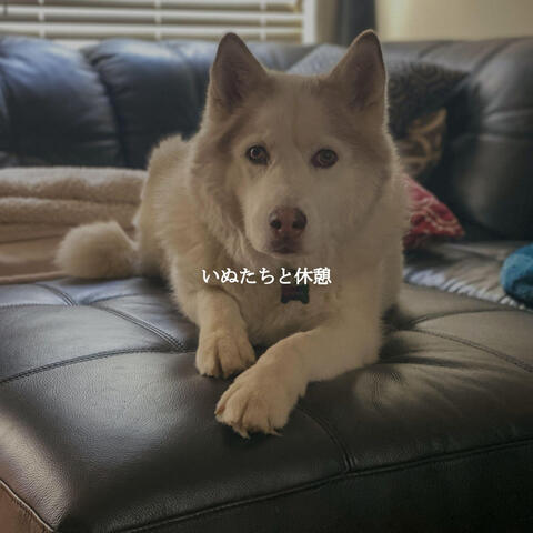 いぬたちと休憩