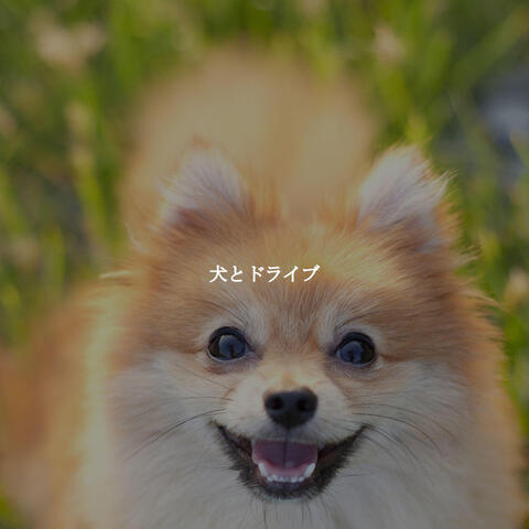 犬とドライブ