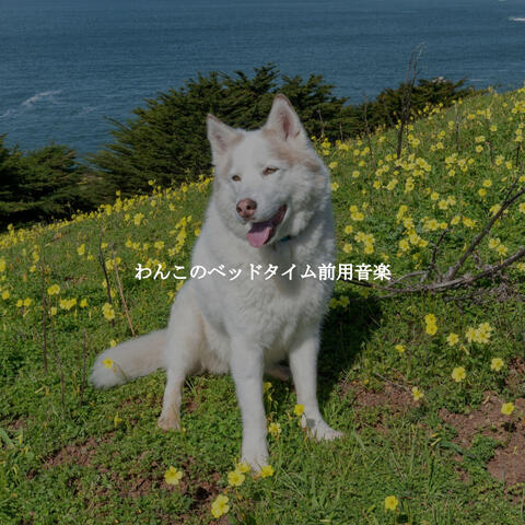 わんこのベッドタイム前用音楽