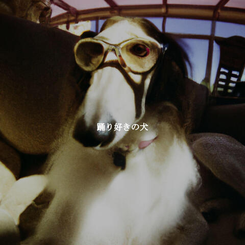 踊り好きの犬