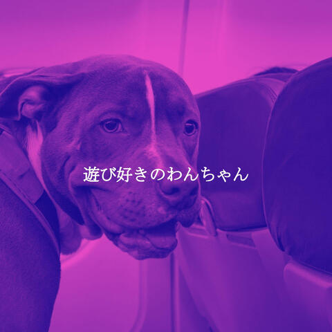 遊び好きのわんちゃん