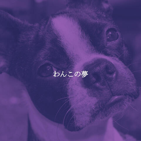 わんこの夢