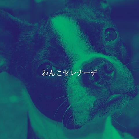 わんこセレナーデ